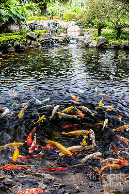 Vibrant Koi Pond in Kauai Wall Art