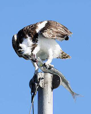 America Photograph - Kiss Of Death -- Osprey Eating A Jacksmelt In Morro Bay, California by Darin Volpe