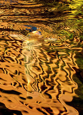 Abstract Photograph - Koi Abstract by Jean Noren