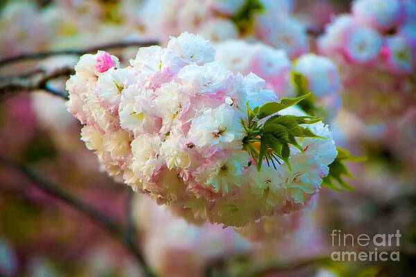 Flower Photograph - Kyoto Cherry Blossom by Waterdancer