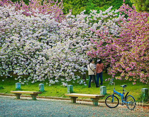 Flower Photograph - Kyoto Cherry Blossoms by Waterdancer