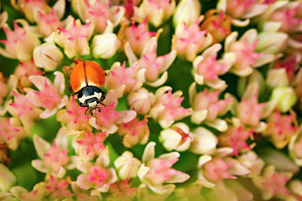 Wild Wall Art featuring the photograph Lady In The Garden by Jean Noren