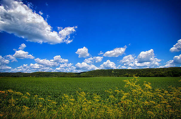 Sunny Field with Fluffy Clouds Wall Art