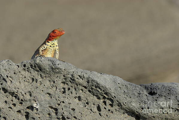 Outdoors Wall Art featuring the photograph Lava Lizard On Lava Rock by Sami Sarkis Photography