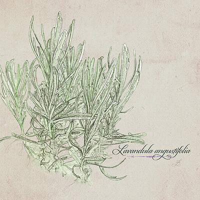 Summer Digital Art - Lavandula Augustiflora by Gina Harrison