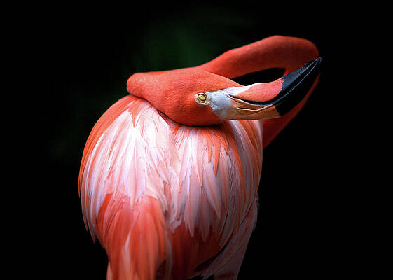 Florida Wall Art featuring the photograph Lazy Flamingo by Alberto Audisio