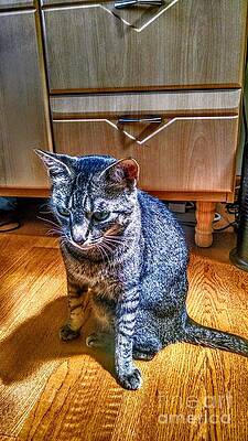 Wall Art featuring the photograph Le Chat Gris by Christopher Lotito