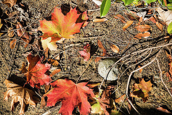 September Photograph - Leaf, Stone, And Twig by Tom Cochran