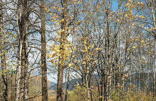Landscape Photograph - Leaves Are Leaving by Tom Cochran