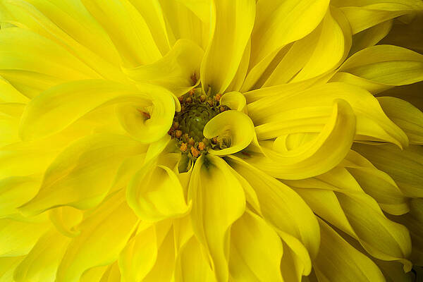 Sensual Wall Art featuring the photograph LemonLime by Mary Jo Allen