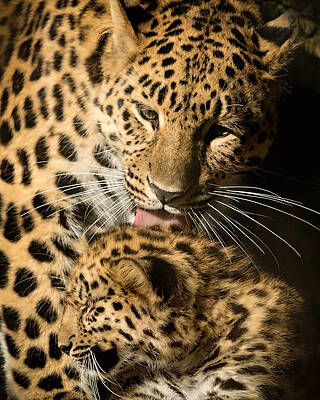 Photograph - Leopard Cub Love by Chris Boulton