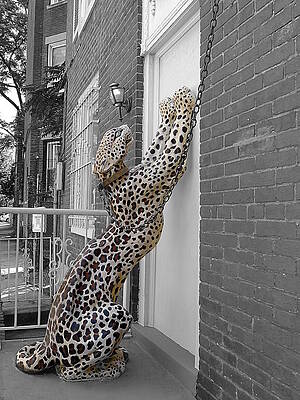 White Photograph - Let The Cat In by Richard Reeve