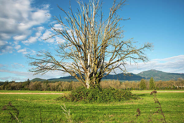 Washington Photograph - Light Seeker by Tom Cochran