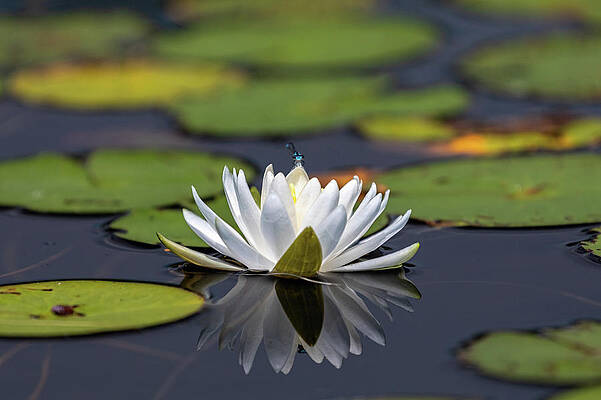 Natural Wall Art featuring the photograph Lily Blossom by Todd Wilkinson