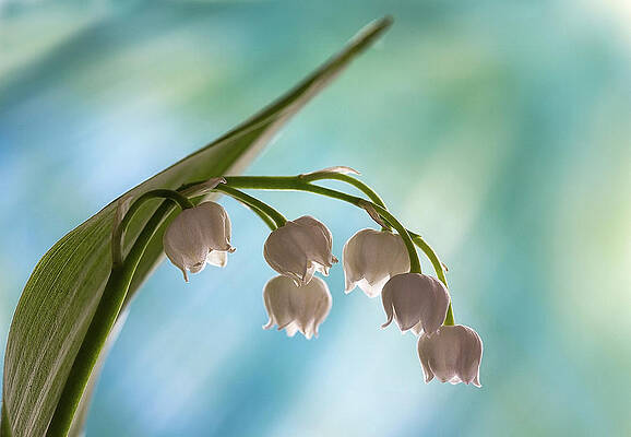 Spring Wall Art featuring the photograph Lily Of The Valley by Shirley Mitchell