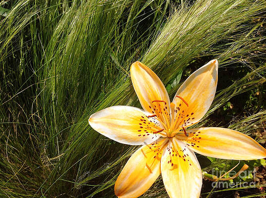 Nature Photograph - Lily On The Green by Onedayoneimage Photography