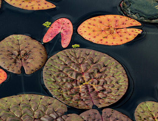 Abstract Photograph - Lily Pad Abstract by Jean Noren