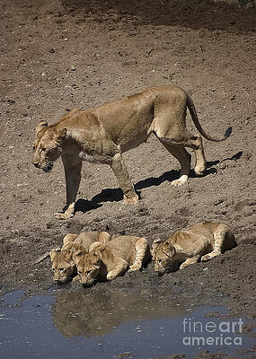 Tanzania Photograph - Lion Cubs And Mom Get A Drink by Darcy Michaelchuk