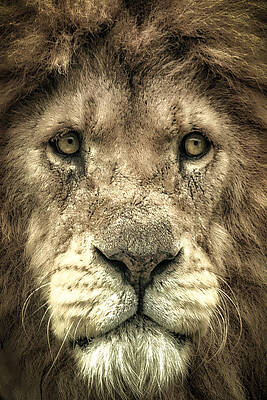 Portrait Photograph - Lion Portrait by Chris Boulton