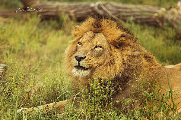 Wall Art featuring the photograph African Lion Portrait by Joann Copeland-Paul
