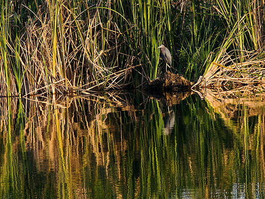 Bird Wall Art featuring the photograph Little Blue Heron by Steven Sparks