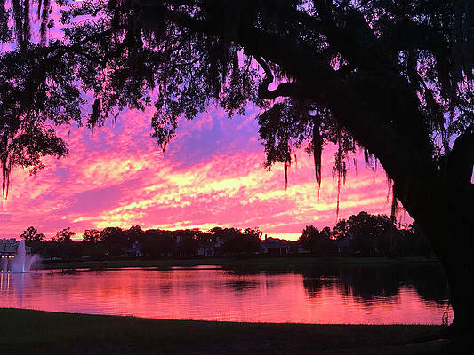 Sky Photograph - Live Oak Sunset by Rick Locke - Out of the Corner of My Eye