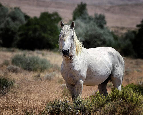 Nature Photograph - Living Legend by American Landscapes