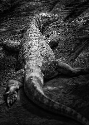 Lizard by Al Poullis