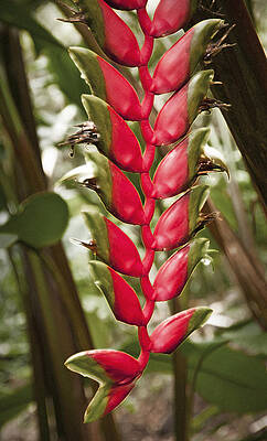 Hawaii Photograph - Lobster Claw by Steven Sparks