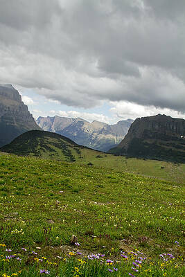 Wildlife Wall Art featuring the photograph Logan Pass Glacier National Park by Waterdancer
