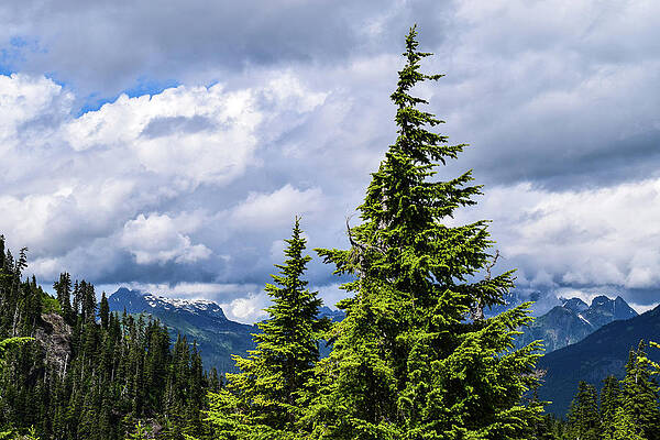 Washington Photograph - Lone Fir With Clouds by Tom Cochran
