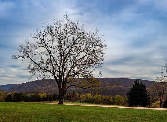 Sky Photograph - Lone Tree by Ed Clark