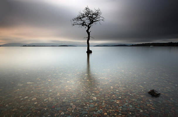 Minimalist Wall Art featuring the photograph Lone Tree Loch Lomond by Grant Glendinning