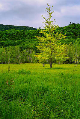 Maine Wall Art featuring the photograph Lone Tree Sieur De Mont Woodland Acadia by Jeff Sinon