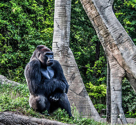 Wall Art featuring the photograph Lonely Gorilla by Joann Copeland-Paul