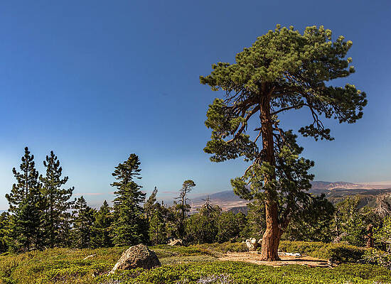 Nature Wall Art featuring the photograph Lonely Tree by Ed Clark