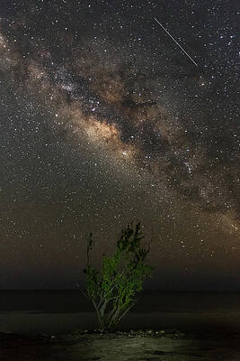 Sky Wall Art featuring the photograph Lonely Tree Under The Stars by David Hart
