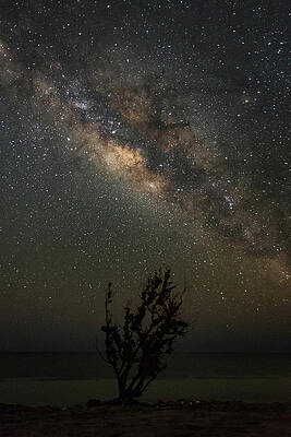 Sky Wall Art featuring the photograph Lonely Tree Under The Stars II by David Hart