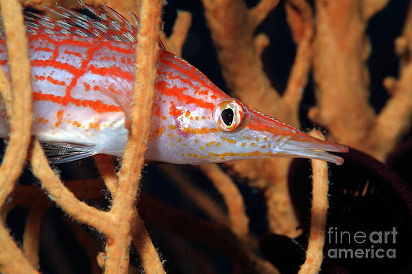 Animal Wall Art featuring the photograph Longnose Hawkfish by Sami Sarkis Photography