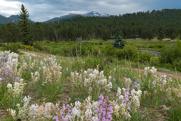 Rocky Mountain National Park Photograph - Long's Peak Summer Wildflower Landscape by Cascade Colors