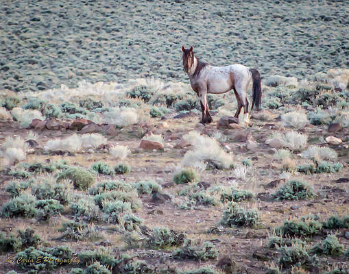 Horse Wall Art featuring the photograph Looking Back by Carla E