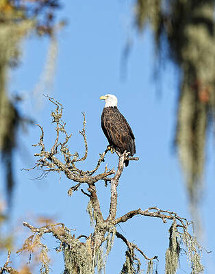 Wild Wall Art featuring the photograph Lookout -- Bald Eagle In Atascadero, California by Darin Volpe
