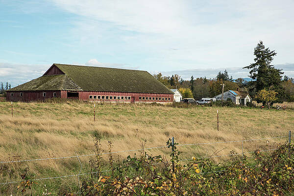 Farm Photograph - Lost Cows by Tom Cochran