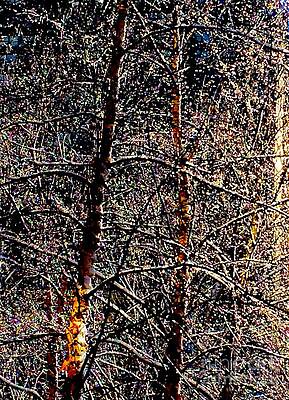 Reflection Photograph - Lost In Narnia by Debra Banks