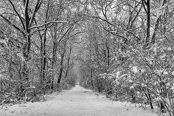 Beautiful Photograph - Lost In Winter by Todd Wilkinson