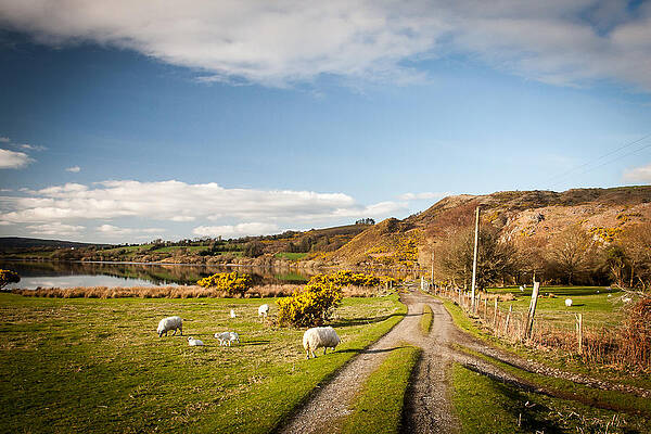 Wall Art featuring the photograph Lough Guitane Sheep by Mark Callanan