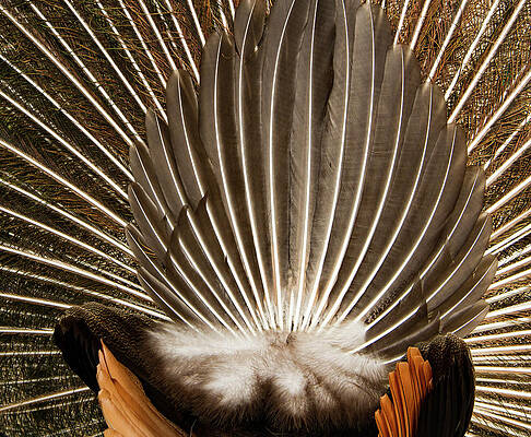 Beautiful Photograph - Louisianna Tail by Jean Noren