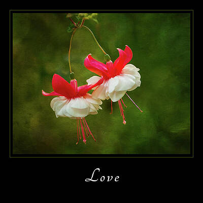 Hanging Fuchsia Blooms Wall Art