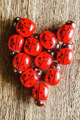 Ladybugs in Heart Shape Photograph