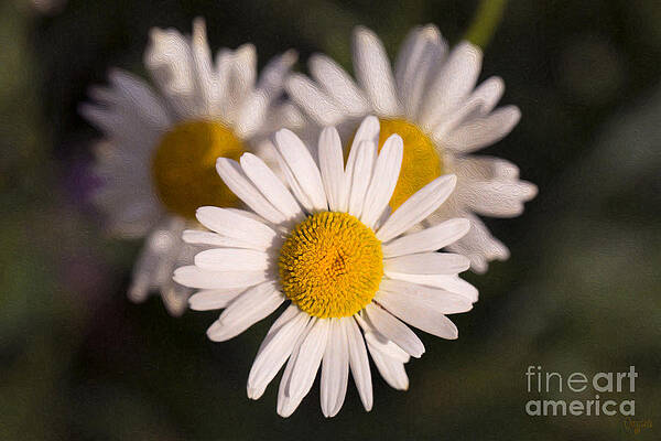 Wall Art featuring the photograph Love Triangle Methow Valley Flowers By Omashte by Omaste Witkowski